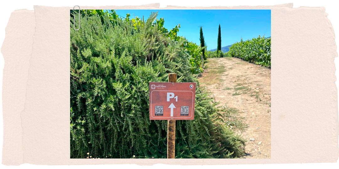 Percurso Pedestre Pela Vinha da Quinta Nova - À Descoberta das Castas, dos Vinhos e da Região