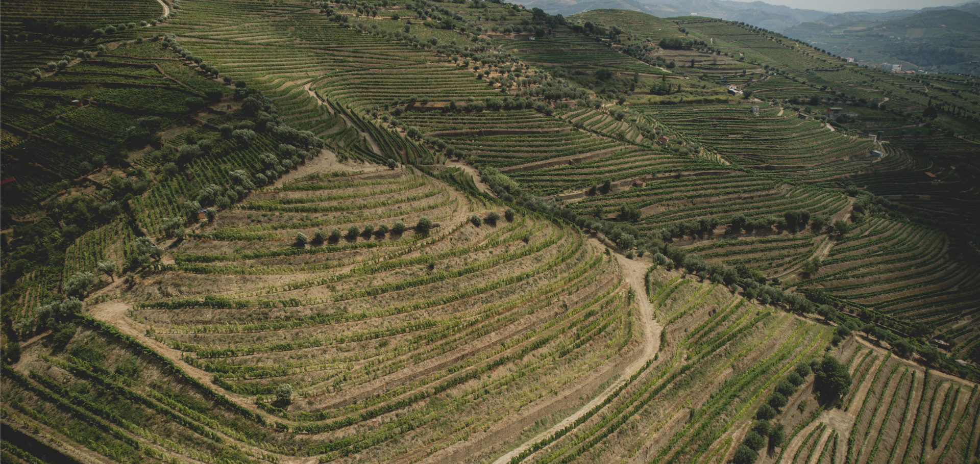 Quinta das Gregossas – Vinha Grande